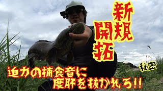 【雷魚ポイント開拓】俺が開拓に乗り出せばやっぱり入れ食い!!モンスター雷魚４連発snake head fishing in Japan