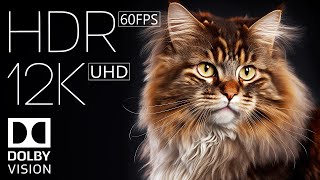 12K HDR 60fps Dolby Vision \ True Colors