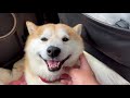 shibe freezes because he found an owner at a pet hotel