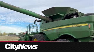 Alberta farmers hopeful good weather helps for one last harvest push