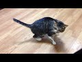 スキンシップねこ【保護猫】