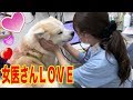 愛しの女医さん♪恋する秋田犬そうすけ君の動物病院veterinary hospital