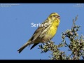 بعض أنواع الطيور المغردة 😊🇩🇿💪 some types of songbirds chant oiseaux