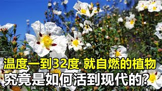 神秘的“自燃树”，温度达到32度就燃烧，它究竟怎么活下来的？