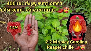 Episode:107 | உலகத்தில் மிகவும் காரமான மிளகாய் விவசாயம் #Carolina Reaper மிளகாய் Cultivation Explain