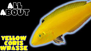 Yellow Coris Wrasse or Yellow and Purple Wrasse or Silver Belly Wrasse or Yellow Canary Wrasse