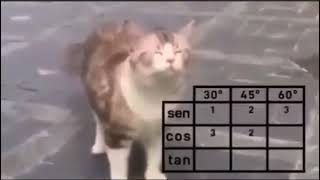 Learning trigonometry with fellow trigonometry cat