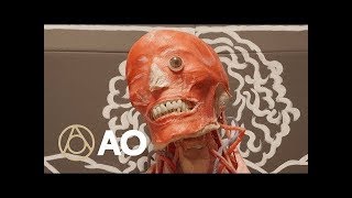 Inside the Synthetic Cadaver Factory