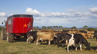 250 head in Waikato; Kung Ag feeds in the paddock all year | Jaylor 5750 TMR Mixer