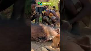 Hadzabe THE only remaining Hunting Tribe Got Wild Pigs #hadzabe