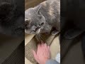 爪とぎをサンプラーと思ってる男vs寝床と思ってる女子 shorts エキゾチックショートヘア 猫 exoticshorthair