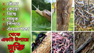 টবের মাটি থেকে পোকা-মাকড় তাড়ানোর All in 1 সমাধান। How to Remove Insects from Pot Easily?