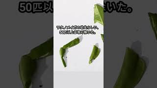 葉巻アオムシに食い荒らされた柚子　ワタノメイガの幼虫か？