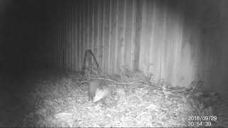 20180929 - Baby possum visiting the stock!