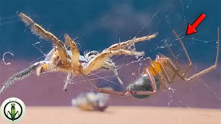 Ingenious JUMPING SPIDER STEALS and Challenges a False WIDOW