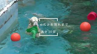 お別れまであと30日・イッちゃんは天王寺動物園を離れます🐻‍❄️  2回のおもちゃ投入 The mother leaves here. The daughter will be alone.