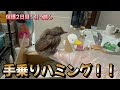 【カンボジア】野鳥の小鳥の雛を保護したお話【プノンペン】