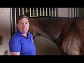 equine joint injections 101