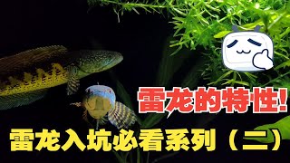 雷龙入坑前必看系列（二）雷龙鱼的几大特点！