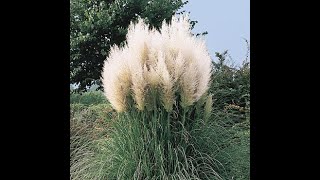 Safe pampas grass planting into small yard (zone 9).