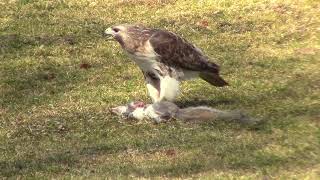 Bronx Hawk Grabs & Eats Squirrel