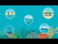 What is the Great Barrier Reef Outlook Report? | Great Barrier Reef Marine Park Authority