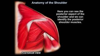 Anatomy Of The Shoulder - Everything You Need To Know - Dr. Nabil Ebraheim