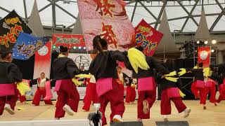 2019粕屋祭り　桜舞連