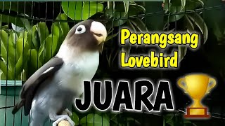 Download Lagu PERANGSANG LOVEBIRD JUARA Fighter Ngekek Bikin SEM... MP3 Gratis