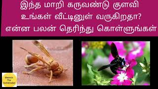 இந்த மாறி கருவண்டு குளவி உங்கள் வீட்டினுள் வருகிறதா?என்ன பலன் தெரிந்து கொள்ளுங்கள்