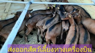 สัตว์เลี้ยงเดินทางไปต่างประเทศ Animals were transported by air