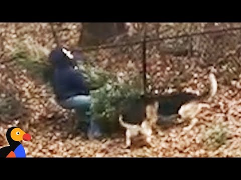 Dogs Don't Want Dad To Throw Away Christmas Tree | The Dodo Dogs Don't Want Dad To Throw Away Christmas Tree | The Dodo