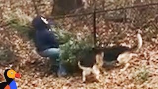 Dogs Don't Want Dad To Throw Away Christmas Tree | The Dodo