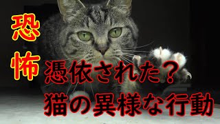 閲覧注意、亡き猫が憑依！？霊感が強い猫がとる異様な行動の数々！＃ののTV＃恐怖＃憑依＃閲覧注意