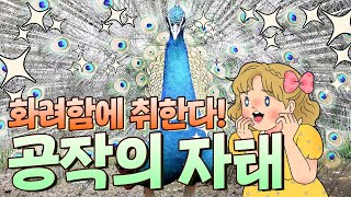 💕사랑과 전쟁이💔 펼쳐지는 공작숲🦚이야기