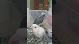 adorable albino African grey parrot baby 🤍🖤