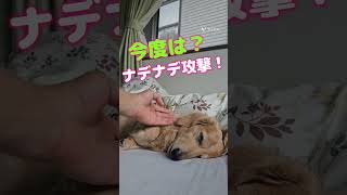 雨降りは眠いのだ！【レオ12歳】#ダックス #shorts