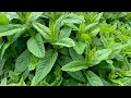 Fresh Mint means time for Meadow Tea