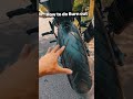 How to do Burnout in Any Bike #SHORTS #Shortvideo