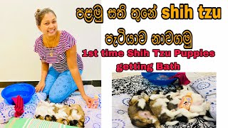 How to Frist Time Shih tzu Puppies Bathing පළමු සති තුනේ ඔබේ shih tzu පැටවා නාවමු New Bron Shih Tzu