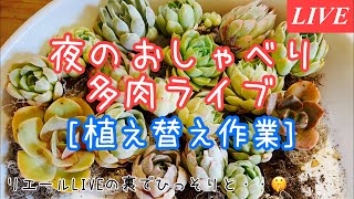 [多肉ライブ]夏の夜の寝かしつけ後の植え替え作業