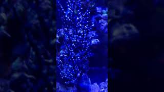 Rainbow nano Reef TANK new gorgonia blueberry