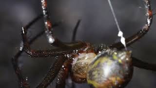 Australian Funnel Web Spider