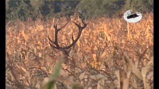 Hirschjagd in der Brunft 2020 #1-wie soll mann schreien.Red stag hunting in the rut-how to call stag