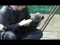 ２０１１年５月　昭和新山クマ牧場　子グマのケンタ君のミルクタイム