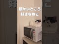 家電大好き芸人🐈のりまき うなちゃんねる cat cats 保護猫 ぬこ様 ねこ