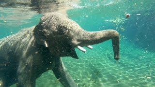 To Be An Elephant Frolicking In A Pool