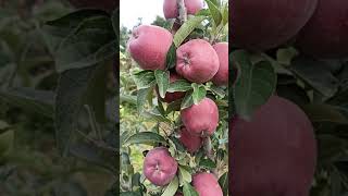 Jeromine Apple 🤩🤩 | One of the Top  Variety In Kashmir | SN