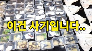 파충류수입하다 눈탱이 제대로 맞았네요. Feat.아파라