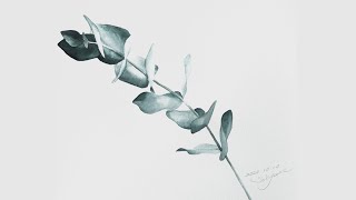 [베리현 수채화]유칼립투스 그리기| Watercolor painting | Watercolor flower | Watercolor tutorial | eucalyptus | 초보